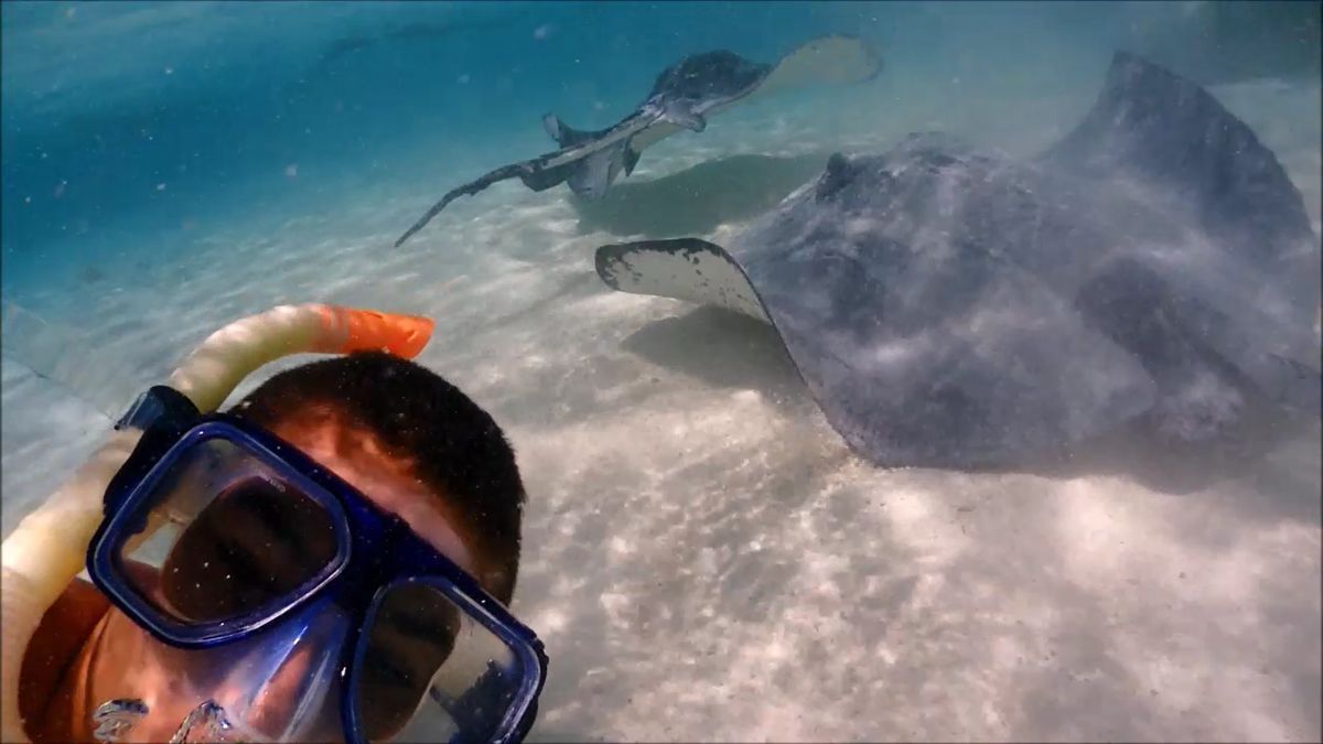 stingray Almos